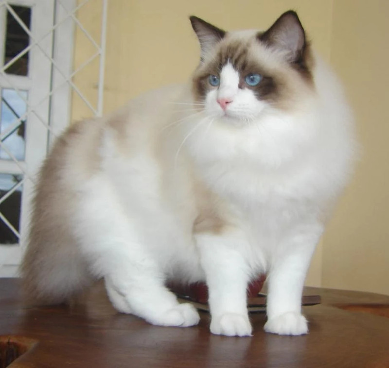 Conoce al gato muñeca, el Ragdoll