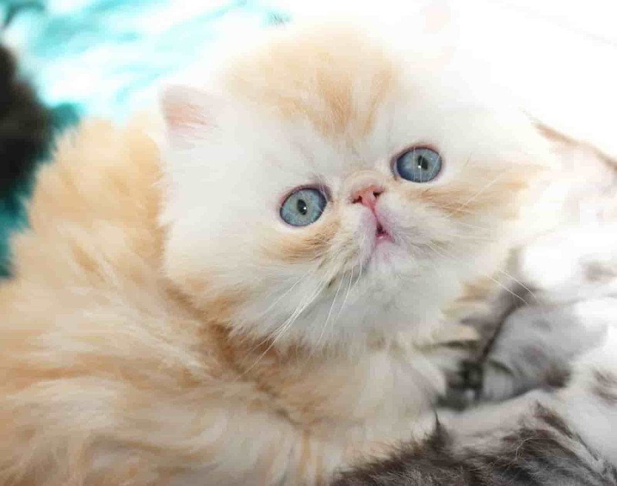 Conoce al gato chato, un animal particular con necesidades particulares