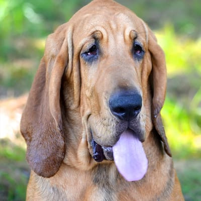 Perros famosos: ¿sabes qué raza son los caninos de las caricaturas?