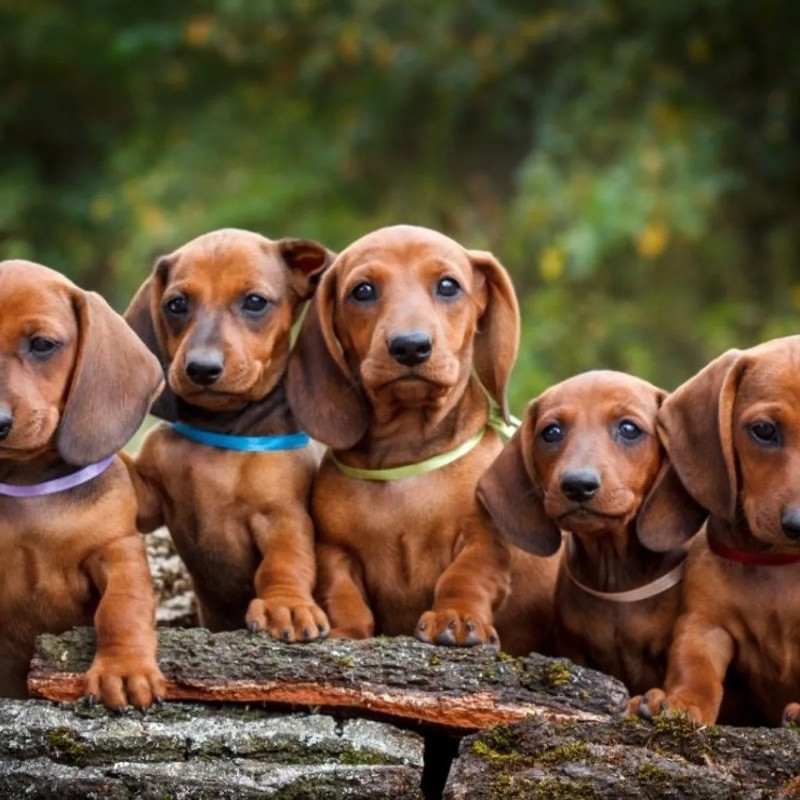 ¿Quieres un perro de pelo corto? Te los presentamos. Parte 2.