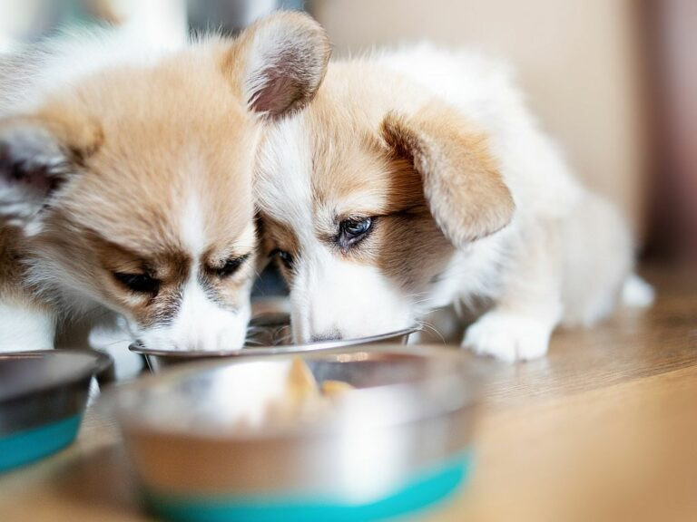 Una alimentación adecuada para tu perro de edad avanzada