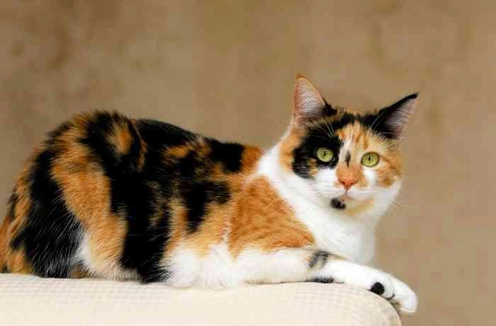 5 datos curiosos sobre los gatos calicó