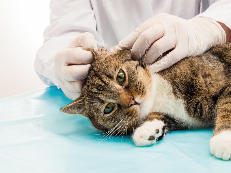 Otitis felina, qué es y cómo identificarla