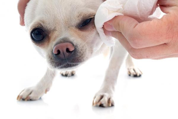¿Por qué se hacen manchas alrededor de los ojos de los perros?