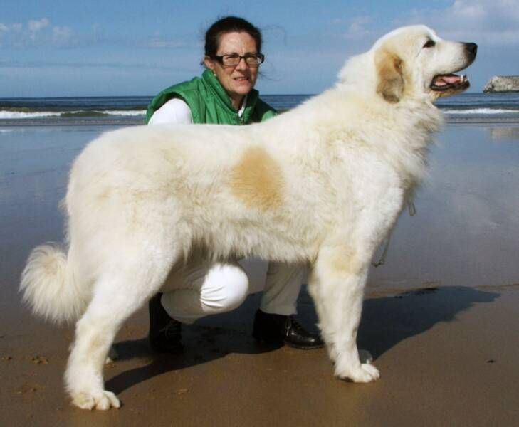 6 curiosidades sobre el Gran Pirineo