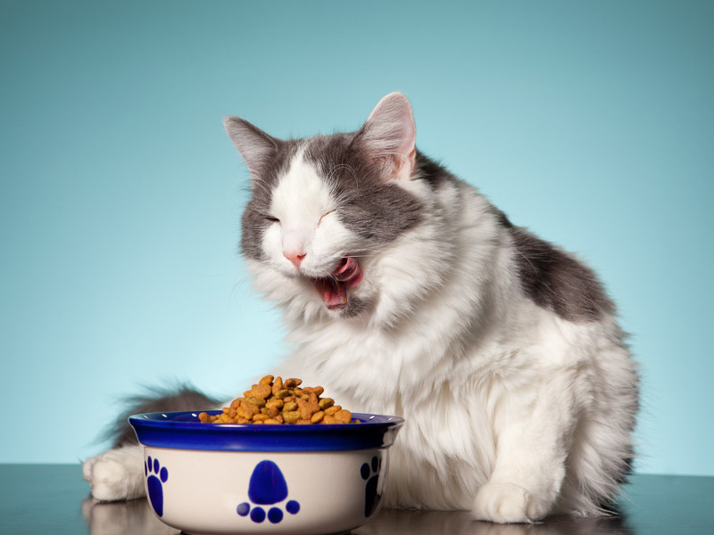 Problemas intestinales felinos