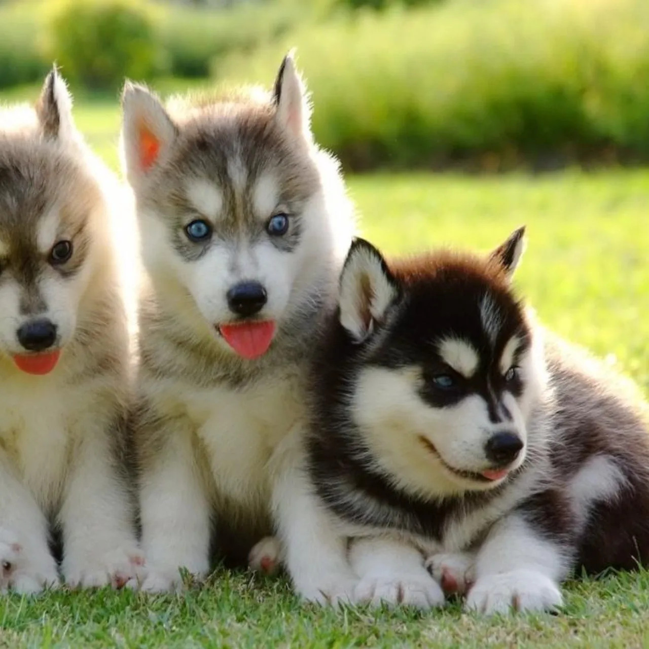 6 datos curiosos sobre el Husky Siberiano