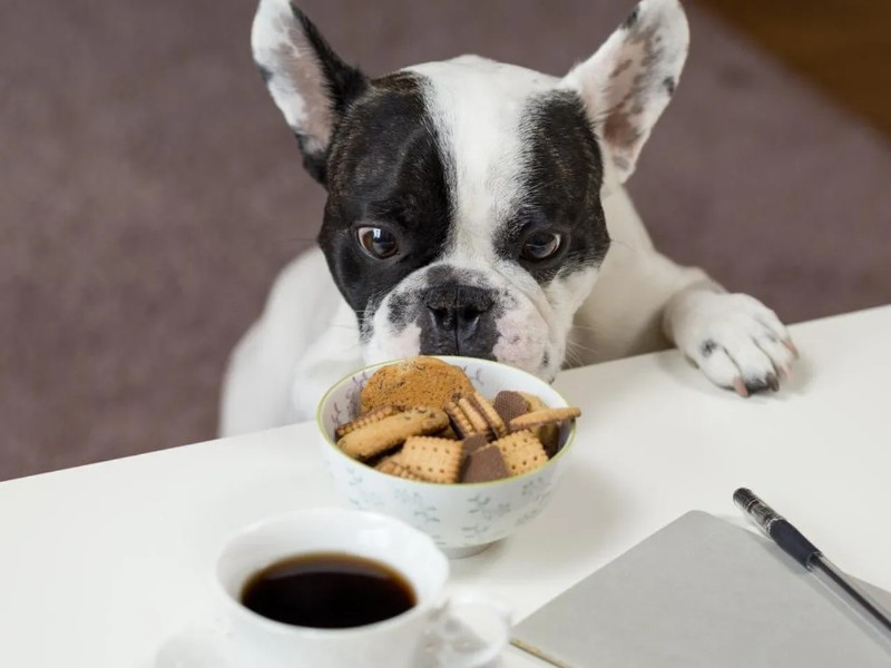 Alimentos prohibidos para los perros: Café