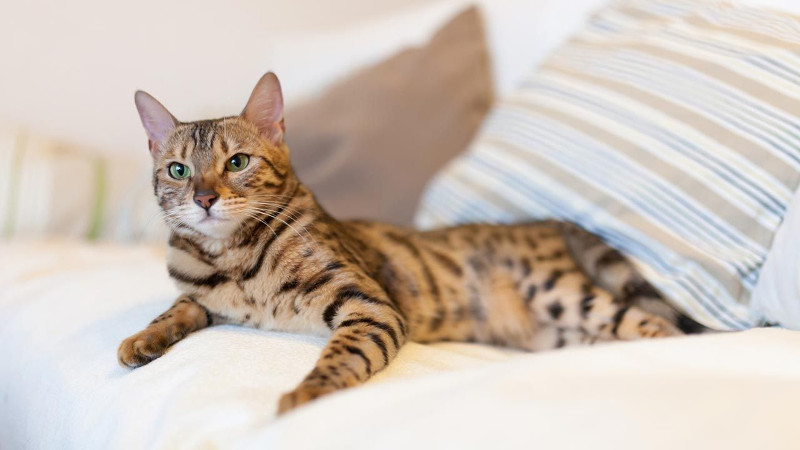 La cruza entre lo doméstico y lo salvaje: el gato bengalí