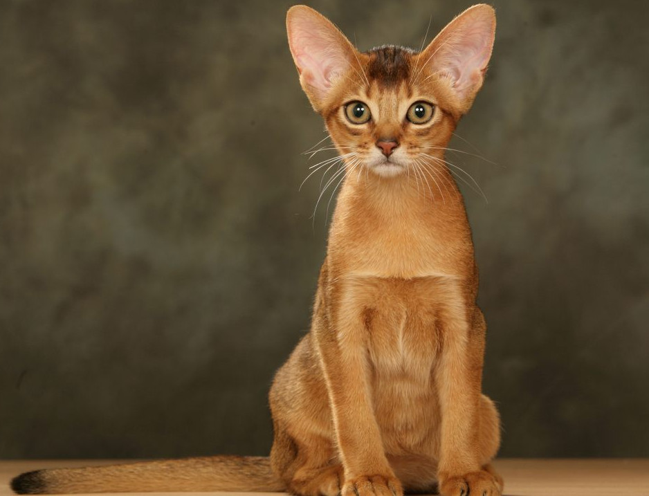 Top 5 de las razas más inteligentes de gatos