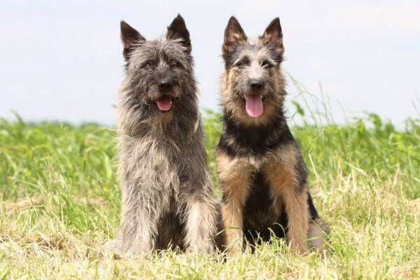 Conoce al boyero, uno de los canes pastores más famosos