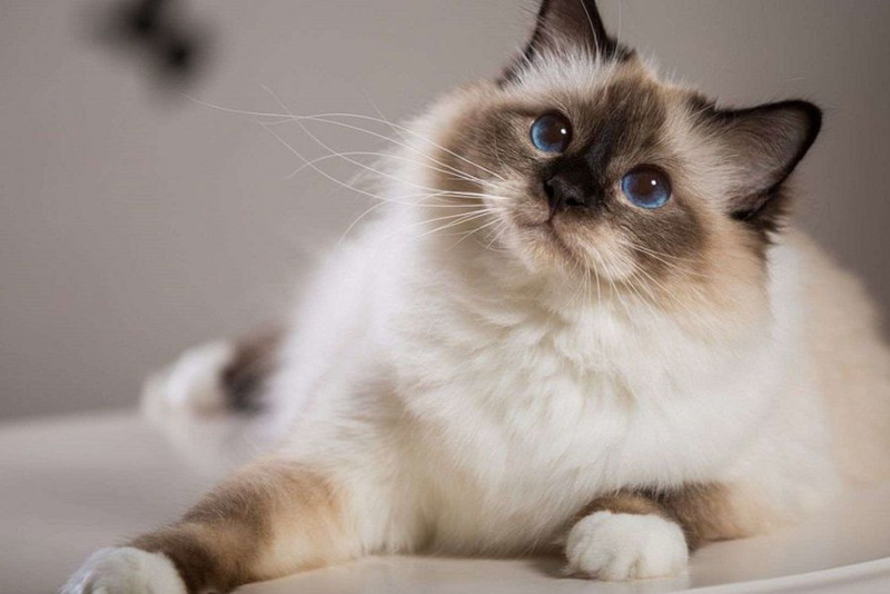 Gatos con patas blancas, hablemos un poco sobre esta característica