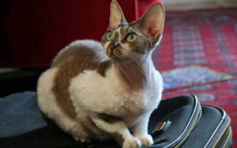 Conoce al gato Devon Rex