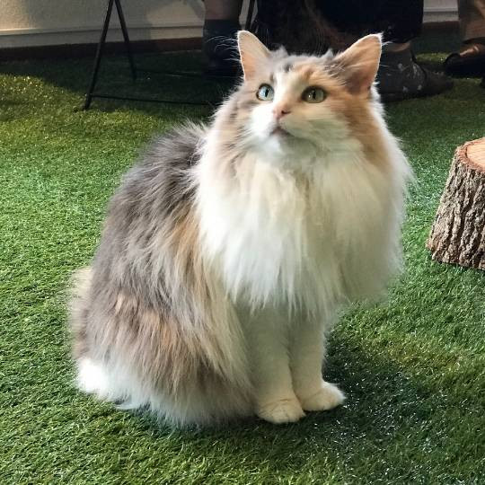 5 razas de gatos de pelo largo