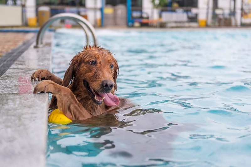 ¿Los perros saben nadar? No en realidad. Parte 1