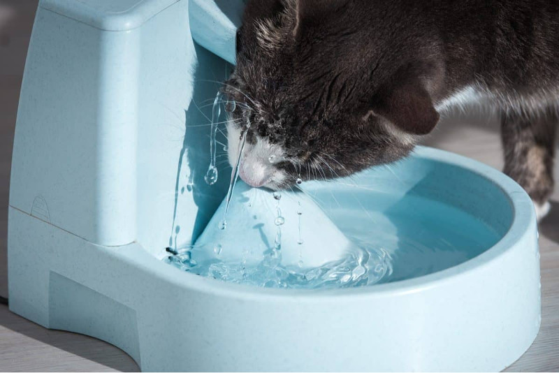 Bebederos para gato, conoce las diferentes opciones
