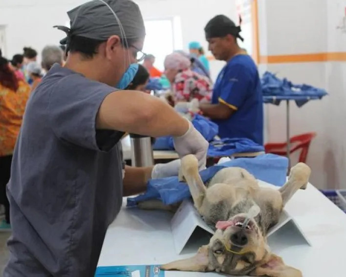Hablemos sobre los mitos de la esterilización canina, un procedimiento seguro y necesario