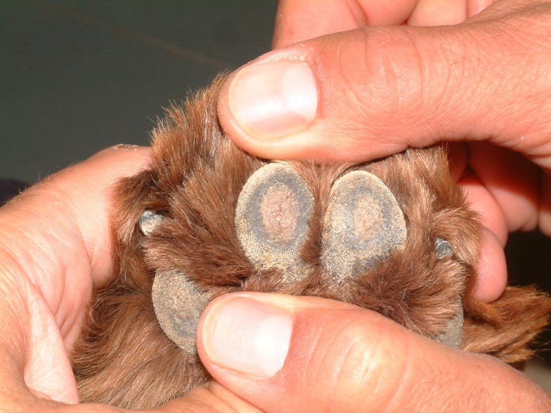 Cuidado de patas de los caninos