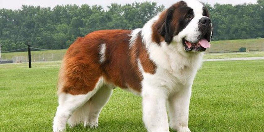 3 razas grandes de perros que son excelentes mascotas