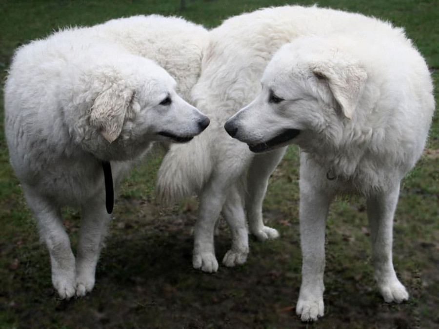 ¿Ya conoces al Kuvasz?