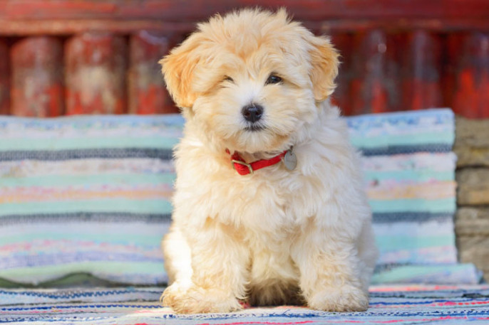 6 razas pequeñas y peludas, perfectas para tu hogar