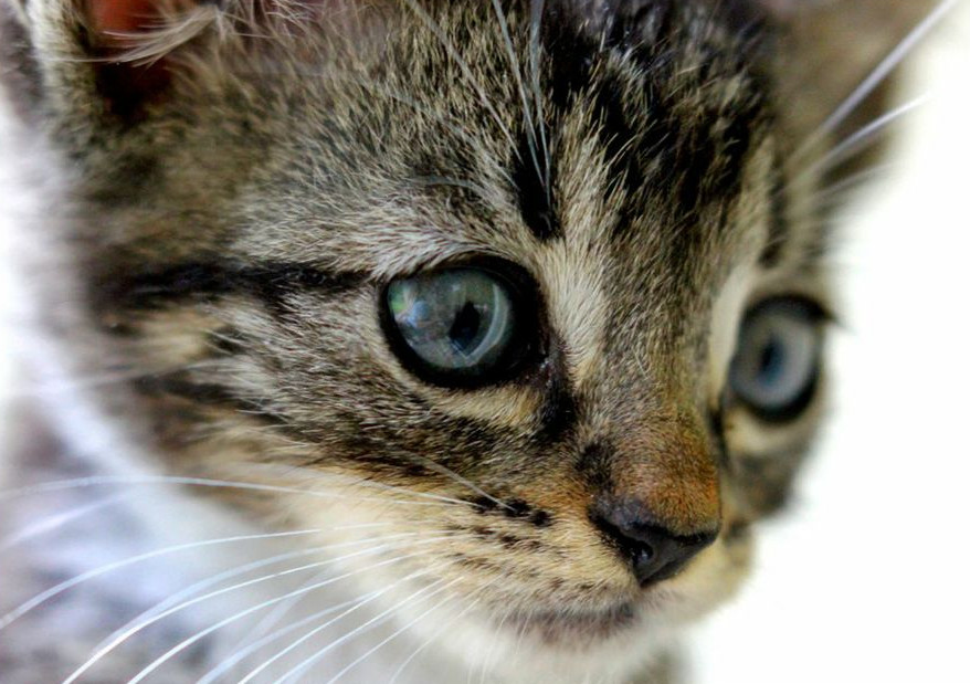 Razones por las que los ojos de los gatos cambian de color