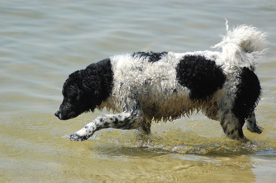 El perro de agua frisón, ¿lo conoces?