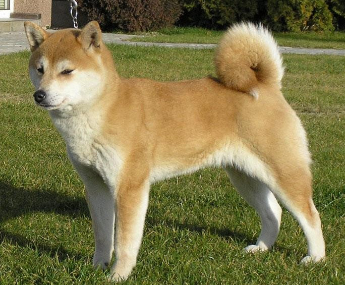 ¿Conoces al perro Hokkaido?