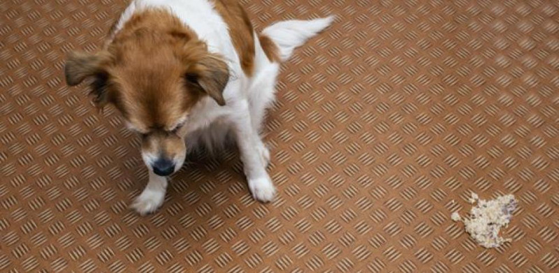 ¿Tu perro se come lo que regurgita? Tranquilízate, es normal