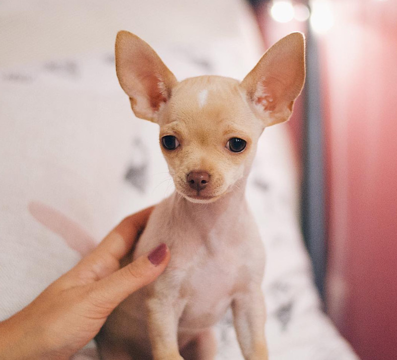 Razas pequeñas de caninos: ¿conoces las variantes toy? Parte 1