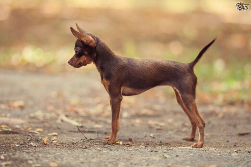 Razas pequeñas de caninos: ¿conoces las variantes toy? Parte 2