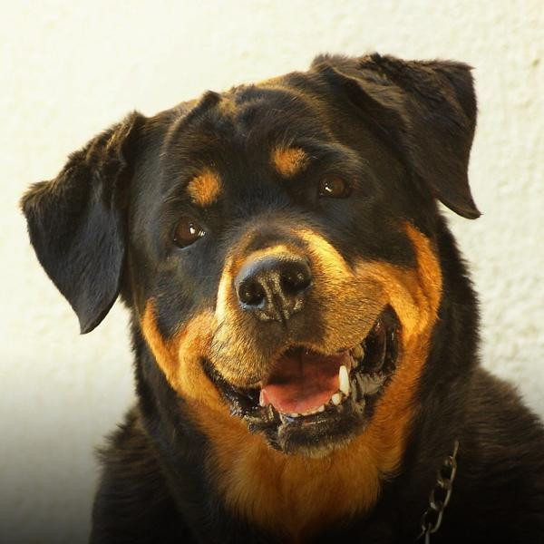 El rottweiler, un perro cariñoso con mala fama