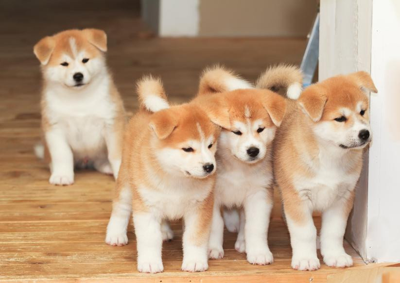 5 razas caninas que ladran muy poco