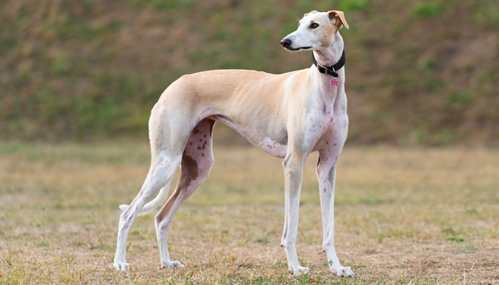 5 razas caninas que ladran muy poco