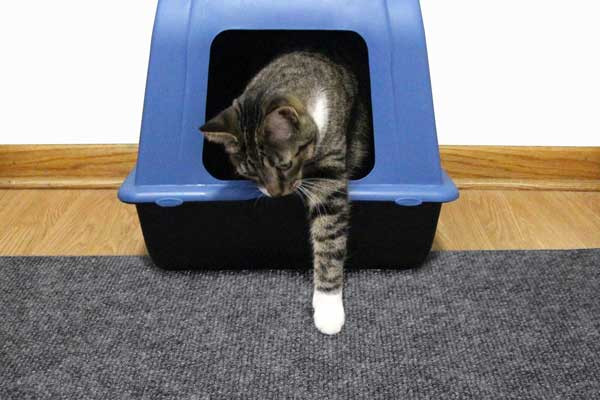 ¿Arenero cerrado o abierto? Hablemos un poco sobre qué prefiere tu gato