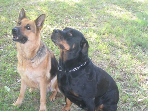 Te ayudamos a tratar con perros dominantes, solo sigue estos consejos