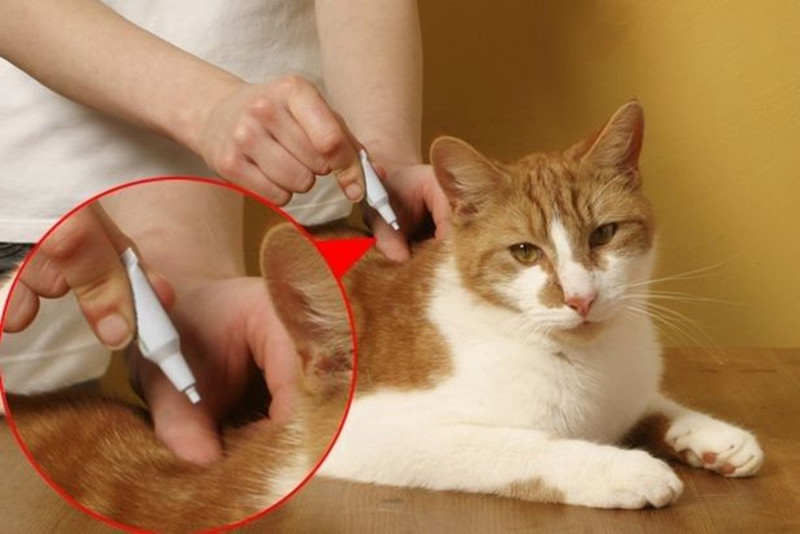 ¿Cada cuánto debo desparasitar a mi gato y por qué?