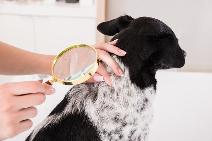 ¿Tu perro tiene caspa? Sigue estos consejos