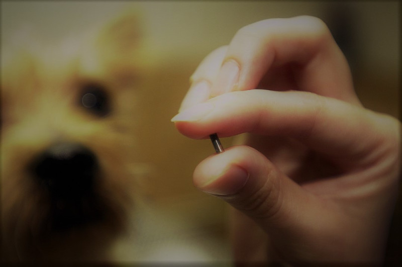 ¿Qué es el microchip en los perros? Todo lo que necesitas saber