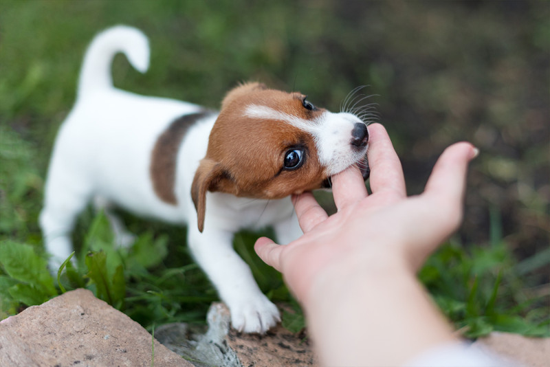 Te decimos por qué tu perro te muerde a la hora de jugar