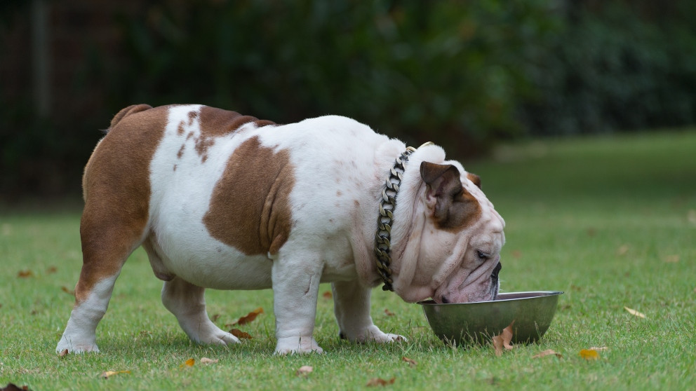 Aprende a detectar si tu perro tiene sobrepeso con esta sencilla guía