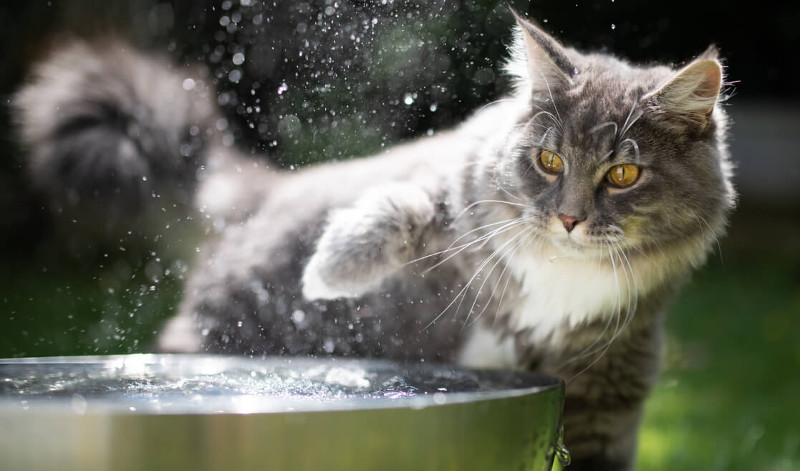 ¿Por qué a los gatos no les gusta el agua?