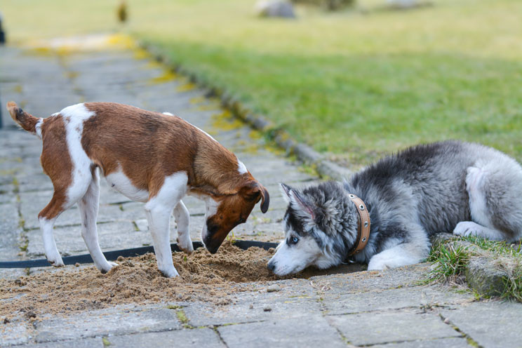 ¿Por qué mi perro escarba demasiado?