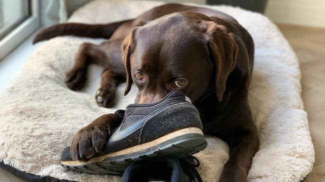 ¿Tu perro roba tus zapatos? Es una señal de cariño