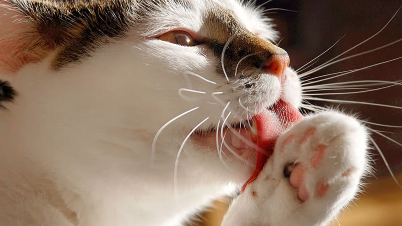 Así es, los gatos también sacan la lengua