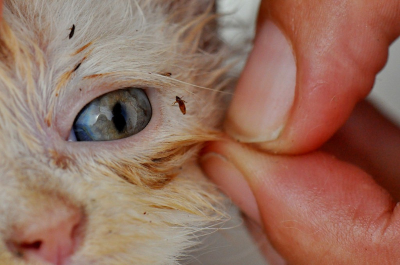 Aprende a identificar la infestación de piojos en tu gato