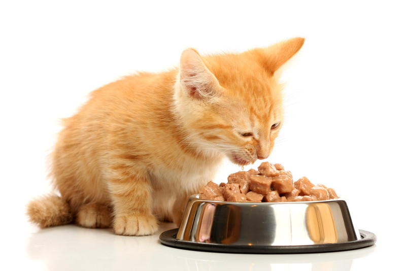 ¿Cuánta comida debo darle a mi gato?