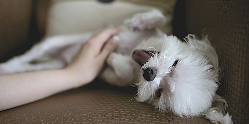 Así es, tu perro también siente cosquillas