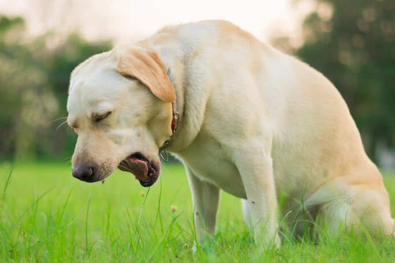 Tos canina, aprende sobre este síntoma y sus causas
