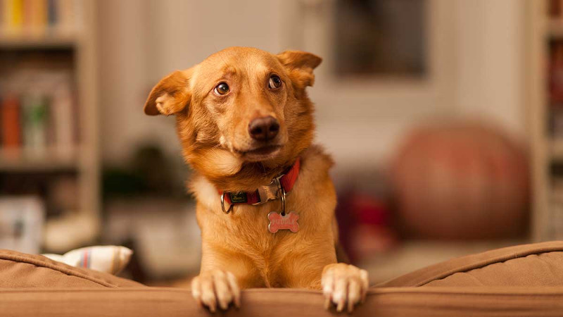 Los perros no ven fantasmas, pero sí perciben cosas que tú no